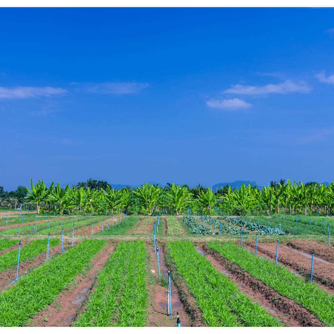 Real Estate Advisory Services